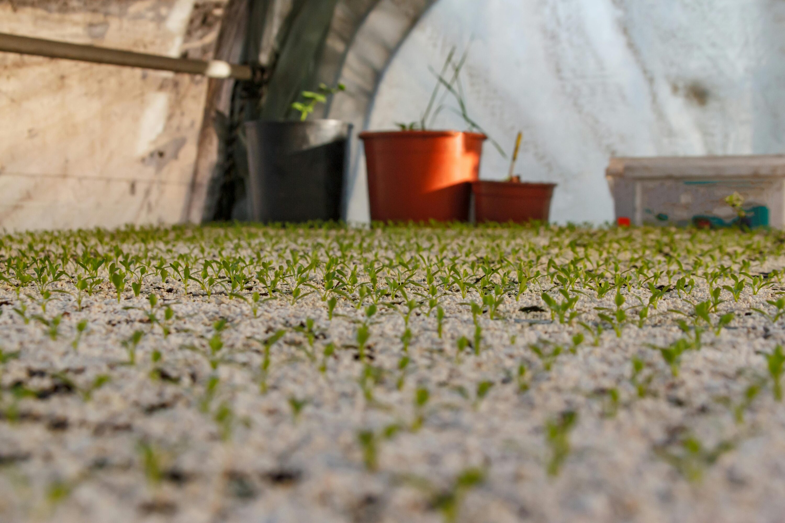 Greenhouse closeup of pebbly ground, with hundreds of green seedlings sprouting from ground.